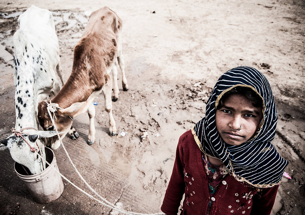 Dziewczynka i dwie krowy (Indie)